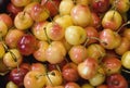 Rainier Cherries close-up Royalty Free Stock Photo