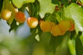 Rainier Cherries Line up Royalty Free Stock Photo