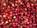 Rainier cherries, macro view Royalty Free Stock Photo