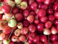 Rainier cherries, macro view Royalty Free Stock Photo