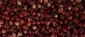 Rainier cherries, macro view Royalty Free Stock Photo