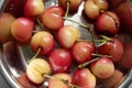 Rainier Cherries in a silver bowl Royalty Free Stock Photo