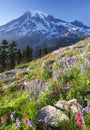 Mount Rainier Wildflowers Royalty Free Stock Photo