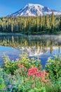 Rainier Wildflowers at Reflection Lake Royalty Free Stock Photo