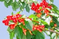 Rainiers white cheries berries on branches Royalty Free Stock Photo