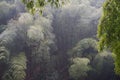 Raining on the bamboo forest