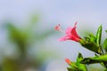 After raining, beautiful pink flower can be called hibiscus rosa, china rose, gudhal or chaba flower and water drop Royalty Free Stock Photo