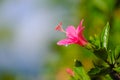 After raining, Close up beautiful pink flower can be called hibiscus rosa, china rose, gudhal or chaba flower and water drop on bl Royalty Free Stock Photo