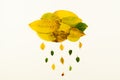 Raining cloud made from yellow and green collection of fallen leaves