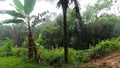 Raining day in the Atlantic forest. raindrop on banana tree and coconut tree.