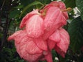 Pink fllower