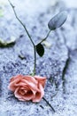 A sad Rose in the ground Royalty Free Stock Photo