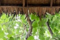 Raining is dropping on the roof it`s made from dry cogon grass