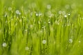 raining Drops on a green grass