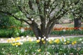 Raining petals of blooming trees in the spring at Lilacia Park in Lombard, Illinois.