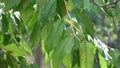 Raining, Torrential Rain, Storm, Summer Rainy Day on Cherry Branches Tree, Stormy in Nature, Bad Weather and Inundation, Flooding Royalty Free Stock Photo