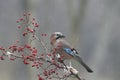 Rainly jay Royalty Free Stock Photo