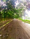 After rainning the wet road view. Royalty Free Stock Photo