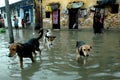 Rains cause water logging in Kolkata Royalty Free Stock Photo