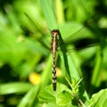 Dragonfly