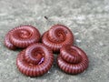 When it rains often, Millipedes may be seen in various places. It is toxic if touched will cause inflammation and red rash. Royalty Free Stock Photo