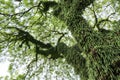 Raintree overgrown with other parasitic and symbiotic plants