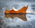 The rainwater accumulated on the ground reflected a golden brown oak leaf that had fallen onto the earth. Royalty Free Stock Photo