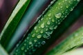 Rainwater drops on green plant leaves