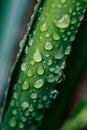 Rainwater drops on green plant leaves