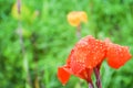 Rainwater drops on orange Canna Lilly in the park Royalty Free Stock Photo