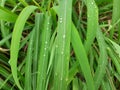 Raindrops land on lemongrass leaves after rain