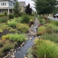 Rainwater Gardens - Rain Garden or Bioswale Designed to Capture and Treat Stormwater Runoff