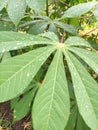 rainwater on green cassava leaves