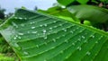 Rainwater perched on a green banana leaf