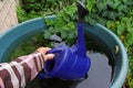 A woman fetches rainwater from a rain barrel with a watering can