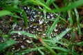 The rainwater on the spider web after the rain stopped