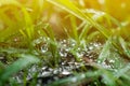 The rainwater on the spider web after the rain stopped