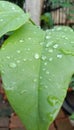 rainwater on srikaya leaves