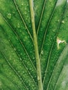 Rainwater under the leaves