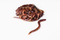 Rainworm close to group of worms Royalty Free Stock Photo