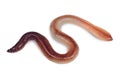 Wet earthworm isolated on white background Royalty Free Stock Photo