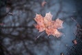 Rainy autumn background. Maple leaf lying on the puddle. Reflections of trees.