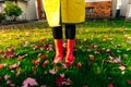 Yellow raincoat. Rubber pink boots against. Conceptual image of legs in boots on green grass Royalty Free Stock Photo