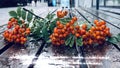 Rainy city   rowan berry on wooden bench under rain drops rainy day Autum city weather forecast in Tallinn old town Royalty Free Stock Photo