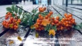 rainy city yellow leaves  rowan berry on wooden bench under rain drops rainy day Autum city weather forecast in Tallinn old town Royalty Free Stock Photo