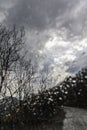 Rainy cloudy weather, storm through the window, road and tree silhouette, moody background