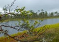 Rainy day, rainy background, traditional bog landscape, bog lake in the rain, swamp grass and moss, small bog pines during rain, Royalty Free Stock Photo