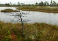 Rainy day, rainy background, traditional bog landscape, bog lake in the rain, swamp grass and moss, small bog pines during rain, Royalty Free Stock Photo