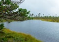 Rainy day, rainy background, traditional bog landscape, bog lake in the rain, swamp grass and moss, small bog pines during rain,