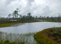 Rainy day, rainy background, traditional bog landscape, bog lake in the rain, swamp grass and moss, small bog pines during rain, Royalty Free Stock Photo